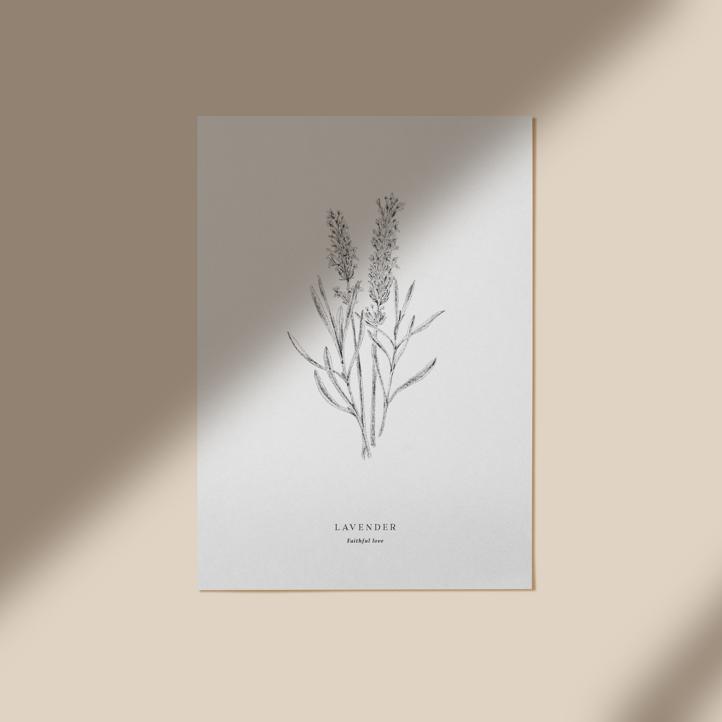 Lavender - Faithful Love