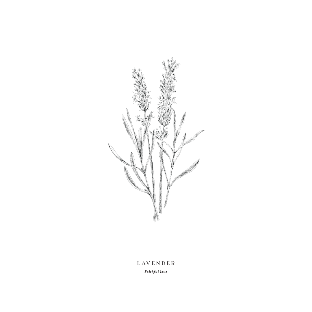 Lavender - Faithful Love